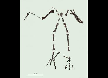 Descubren nueva especie de gran búho de hace 55 millones de años