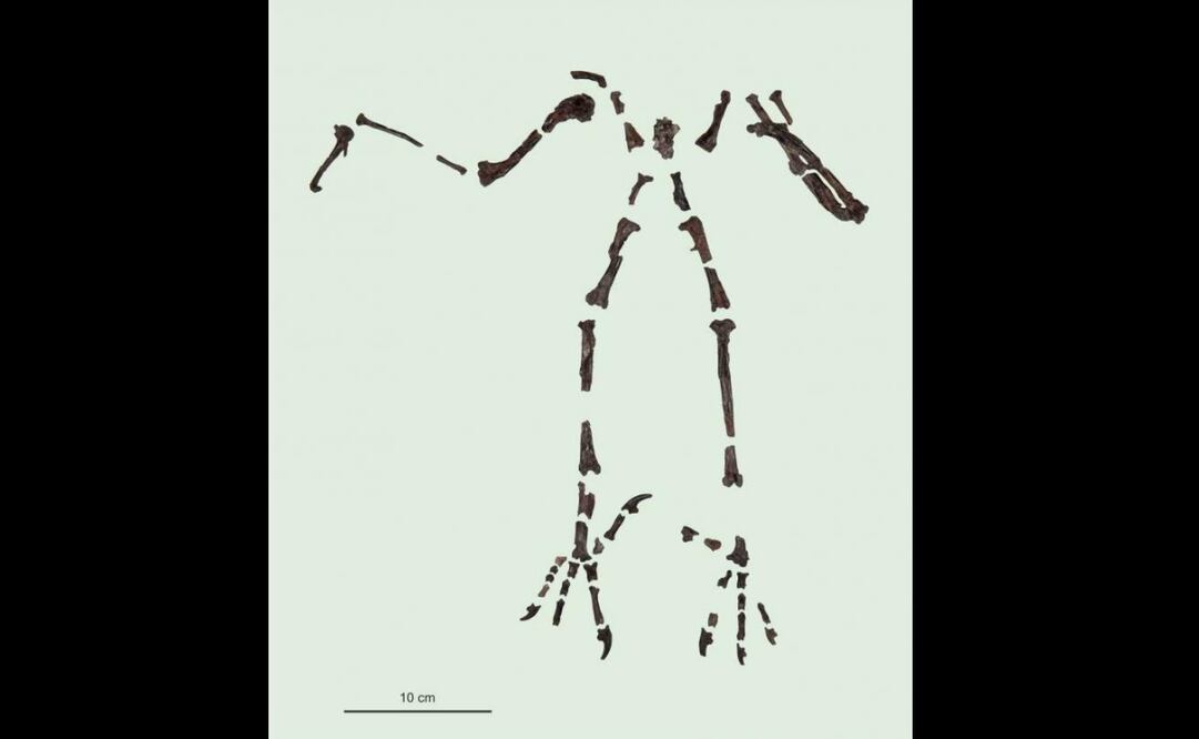Foto: Senckenberg Research Institute vía Europa Press