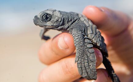 Sea turtle camp destroyed in Oaxaca