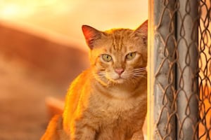 ¿Los gatos naranjas son traviesos por naturaleza?; la ciencia revela el secreto en su ADN