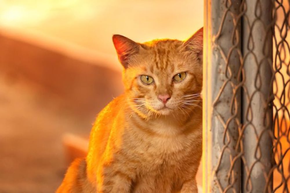 La difícil tarea de elegir el nombre perfecto para nuestro gato naranja. Fuente: Freepik.