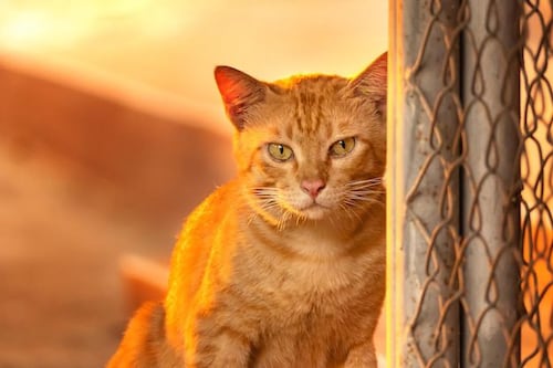 ¿Los gatos naranjas son traviesos por naturaleza?; la ciencia revela el secreto en su ADN