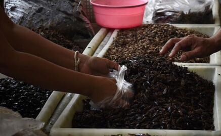 Los insectos, de "plato de pobre" a alimento de moda