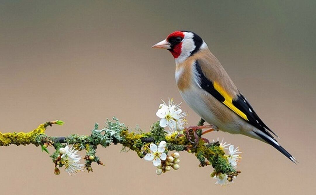 (FOTO: Archivo/EL UNIVERSAL)