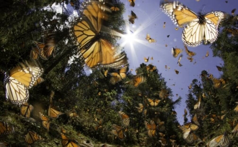 Unesco alerta sobre estado de conservación de las reservas El Pinacate y de la mariposa monarca 