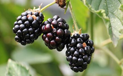 Conoce los beneficios de las zarzamoras