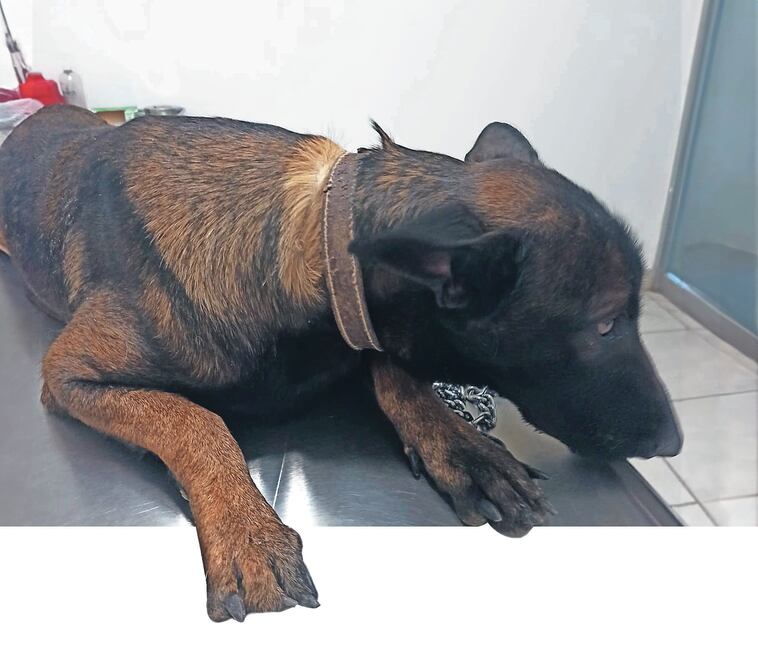 Desde que el Comité de Protección y Prevención de Maltrato Animal de Durango atendió una denuncia de una perrita hasta que el Tribunal de Justicia Administrativa resolvió en favor de la asociación civil Conciencia Provida Animal y Medio Ambiente Durango, transcurrieron cuatro años. Foto Especial