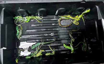 Profepa detiene a traficante internacional de animales; sujeto quería transportar ilegalmente 299 reptiles a Japón