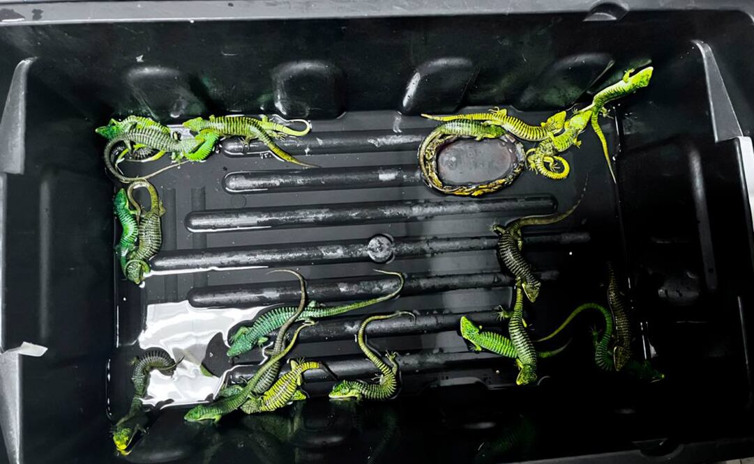 Los ejemplares se encontraban en condiciones críticas de desnutrición y deshidratación por el traslado. Foto: Profepa