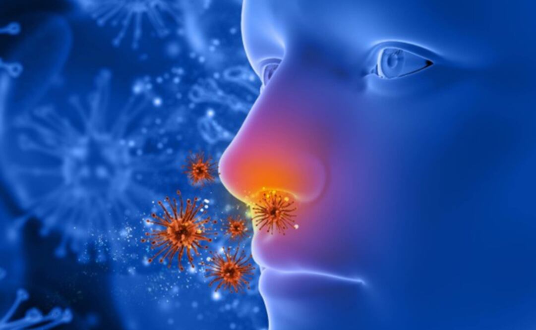 La rinitis es la inflamación de la mucosa nasal, y puede ser alérgica, estacional y no alérgica. (FOTO: UNAM)