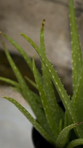 El aloe vera ayuda a desinflamar la piel / Foto: Pexels