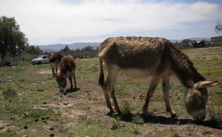 Los humanos domaron burros hace más de 4 mil años