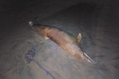 Hallan decenas de tortugas y un delfín muertos en varias playas