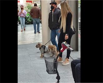 Captan a mujer paseando a un tigre en centro comercial Antara 