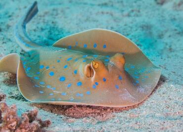Conoce los tipos de rayas venenosas que existen; esto dice biólogo