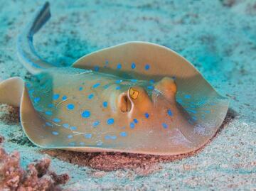 Conoce los tipos de rayas venenosas que existen; esto dice biólogo