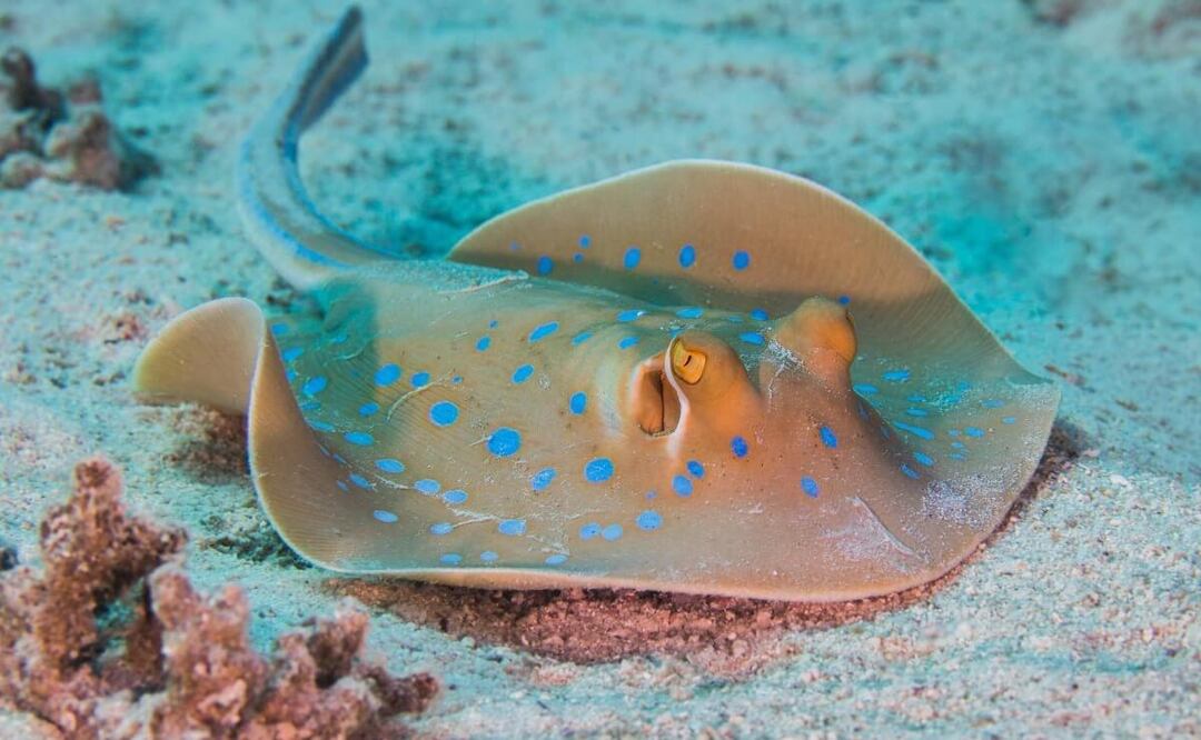 Rayas venenosas. Fuente: Freepik.