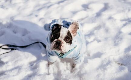 Cómo lavar la ropa de tu mascota para que siempre huela bien