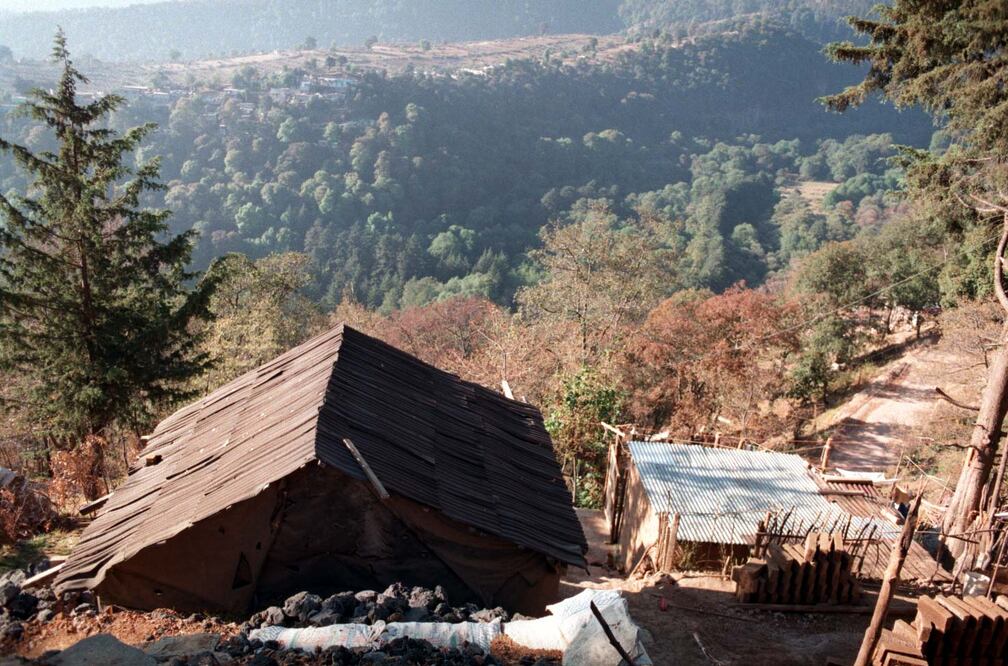 Zona boscosa de la alcaldía Magdalena Contreras. Foto: Archivo