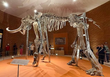 Reinauguran Museo del Mamut en Tultepec tras permanecer cerrado 4 años; alberga restos de 14 ejemplares