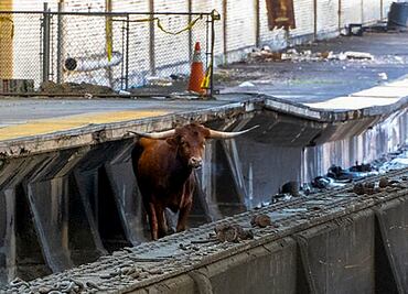 VIDEO: Un toro salta a las vías y retrasa los trenes entre Nueva York y Nueva Jersey