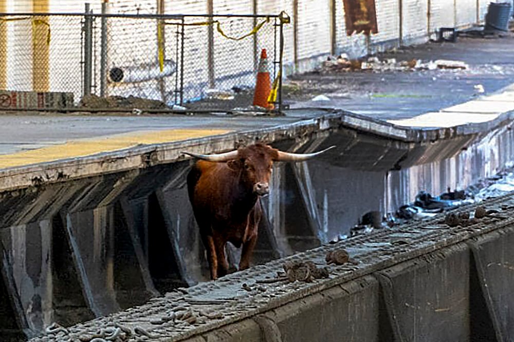 Un toro, en las vías de la estación Newark Penn, el jueves 14 de diciembre de 2023, en Newark, Nueva Jersey. Foto: AP