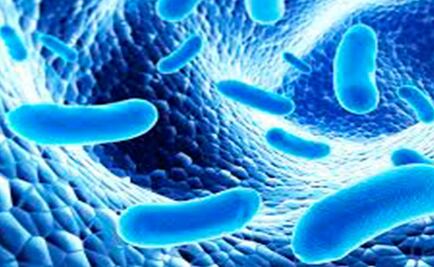 ¿Cómo actúan los probióticos? 