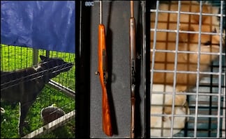 Decomisan armas, droga y rescatan a 27 perritos durante cateo en Xochimilco; presuntamente eran propiedad del grupo delictivo "Los Perros"