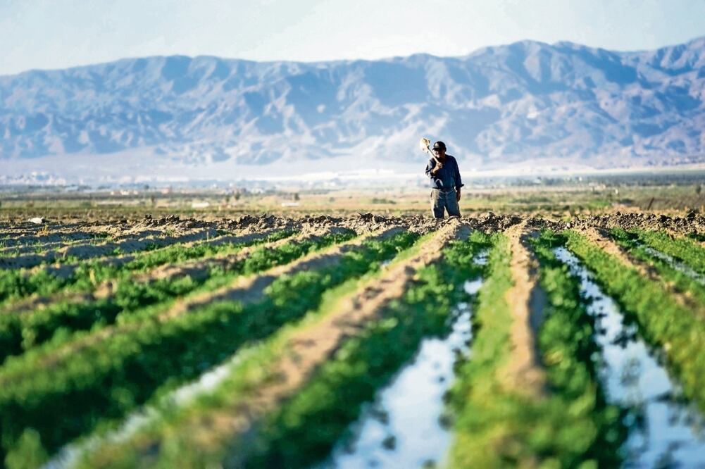 De acuerdo con el CEDRSSA de la Cámara de Diputados, los subsidios a este rubro en México han aumentado (ARCHIVO EL UNIVERSAL)