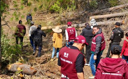 Gobiernos de CDMX y federal combaten tala clandestina y protegen el Bosque de Agua; aseguran 2 vehículos con productos maderables