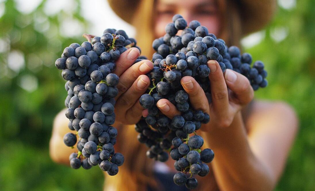 Malbec, una cepa francesa que enamoró al terroir argentino.
