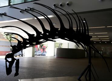 Descubren fósil de desconocida especie de dinosaurio saurópodo