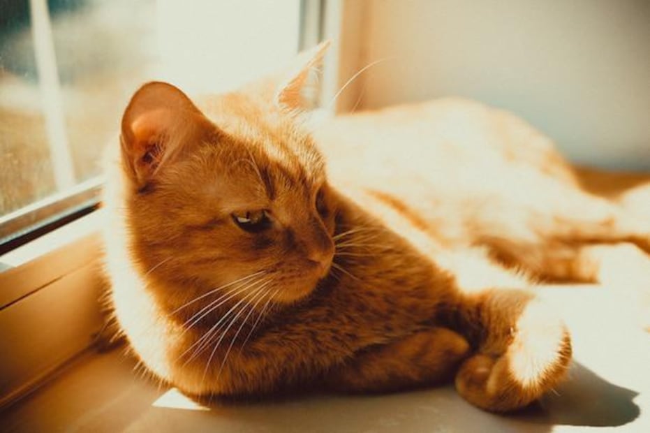 El fascinante misterio de los gatos naranjas. Fuente: Freepik.