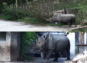 Toby, el rinoceronte blanco más longevo del mundo, murió a los 54 años