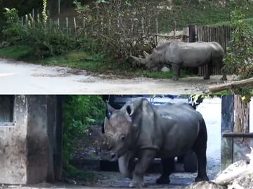 Toby, el rinoceronte blanco más longevo del mundo, murió a los 54 años