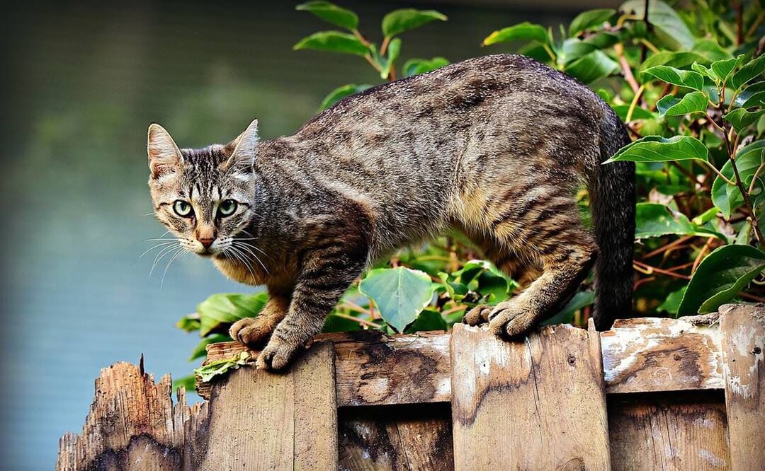 ¿Los gatos domésticos son un peligro para otras especies? / Foto: Pixabay