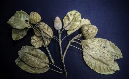 New magnolia species discovered in Mexico