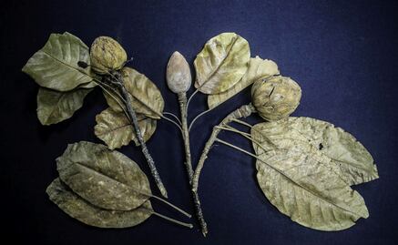 New magnolia species discovered in Mexico