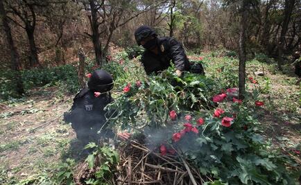 Federales destruyen más de 45 mil plantas de amapola en Oaxaca 