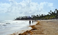 En qué meses hay menos sargazo en Cancún