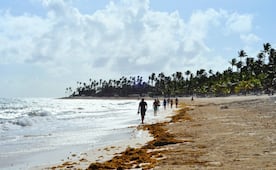 En qué meses hay menos sargazo en Cancún