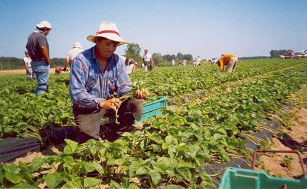 Canadá vacunará a jornaleros mexicanos contra Covid-19, asegura la SRE