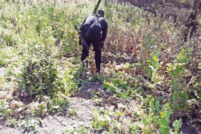 Incineran 2 millones de plantas de droga en Jalisco