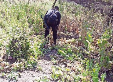 Incineran 2 millones de plantas de droga en Jalisco