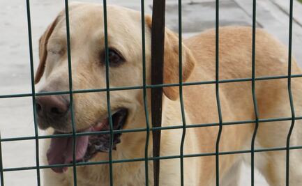 Morgan, el perro tuerto que por su olfato se convirtió en un inspector del Senasica; fue inmortalizado con una estatua