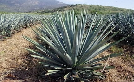 Crean gelatina a base de agave para combatir los síntomas de la colitis