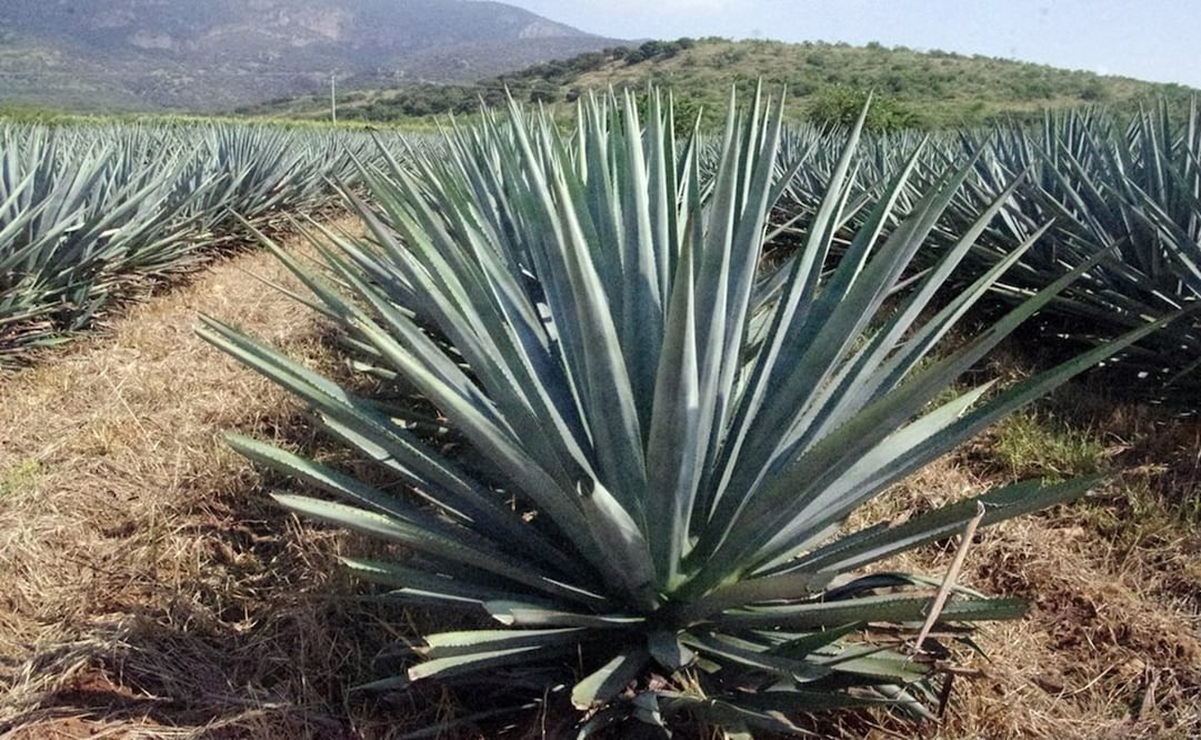 Agave tequilana Haw