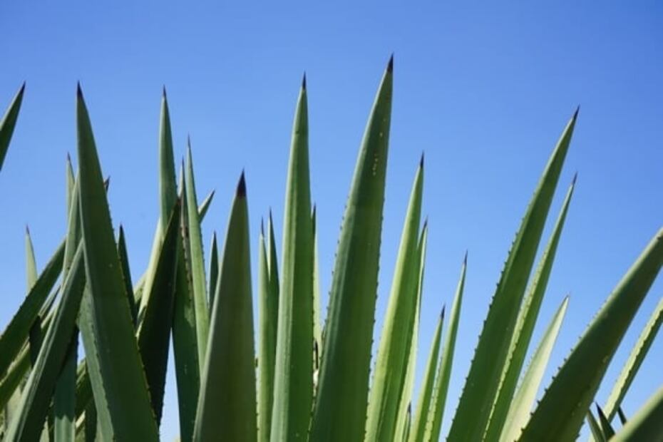 Descubre el mezcal que se elabora en Zapotitlán, Jalisco