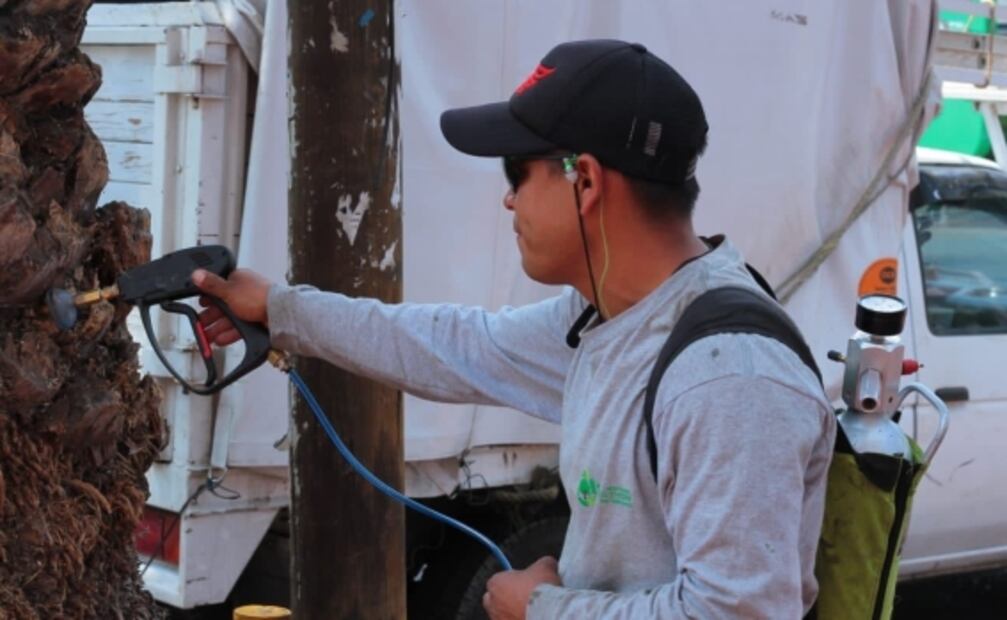 En siete meses, derriban 300 palmeras muertas en 4 alcaldías de CDMX 