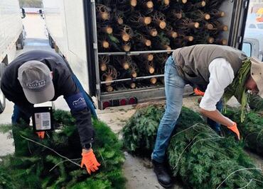 Profepa concluye revisión de pinos de Navidad; sólo mil 500 fueron retenidos